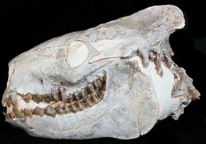 Exceptional, Oreodont (Merycoidodon) Skull With Vertebrae #50815